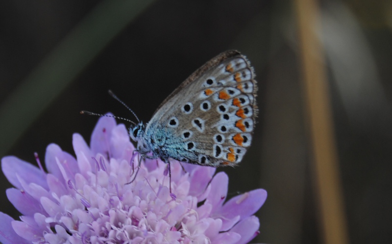 Id Lycaenidae